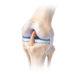 rodilla01-150x150